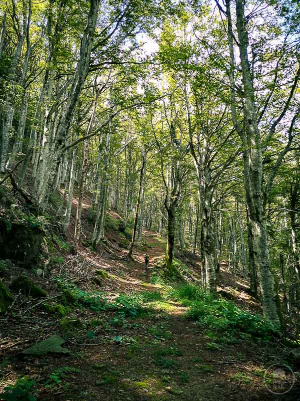 foreste-casentinesi-trekking-lago-di-ridracoli27